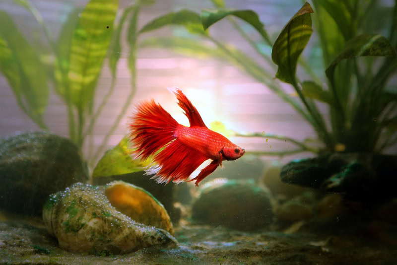 betta fish in aquarium with nature light