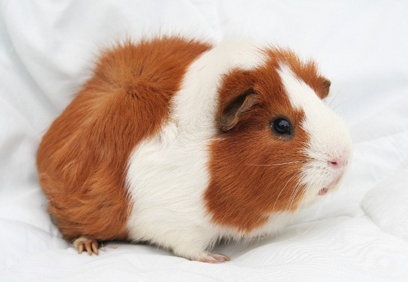 bi color guinea pig