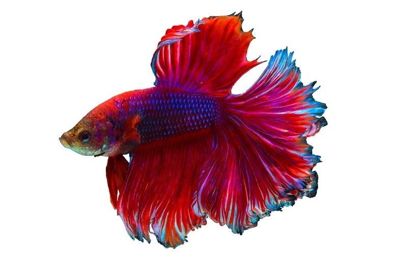 bi colored Siamese Fighting Fish_Skynavin_shutterstock