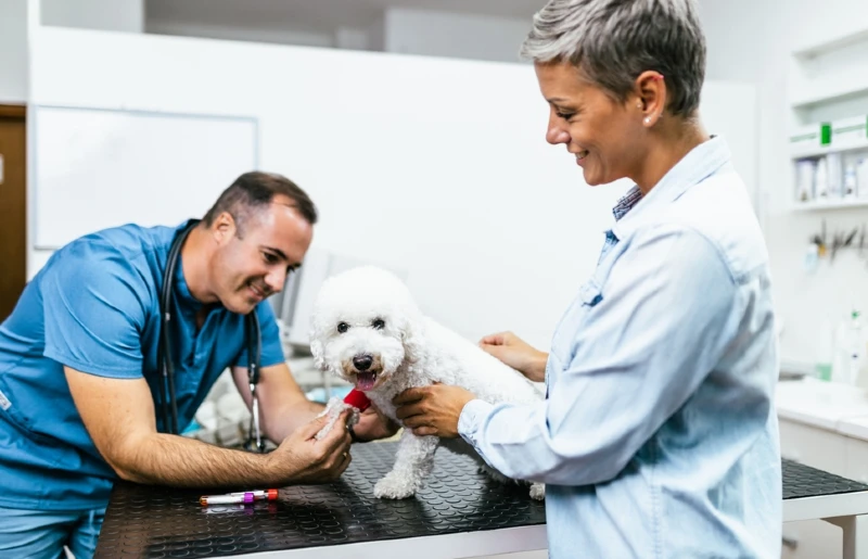 bichon frise dog at the vet