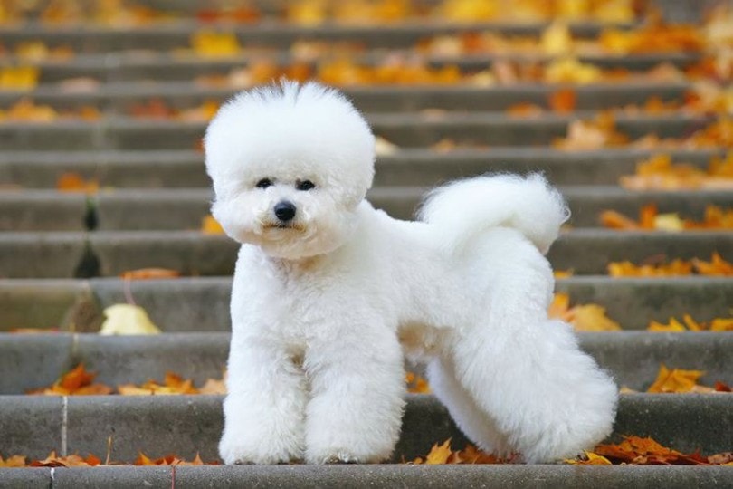 bichon frise in autumn