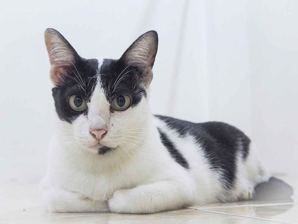Bicolor cow cat