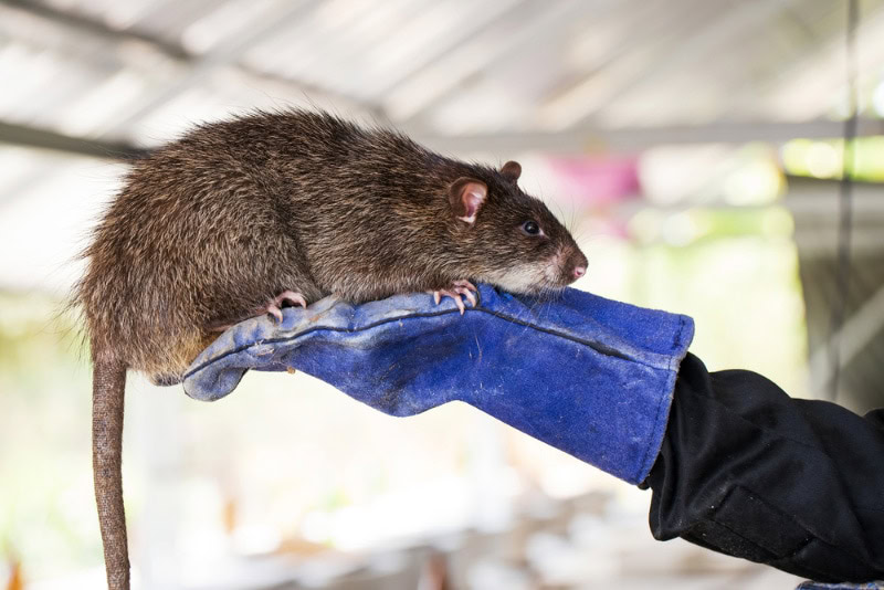 big brown rat on farmer's hand in a farm