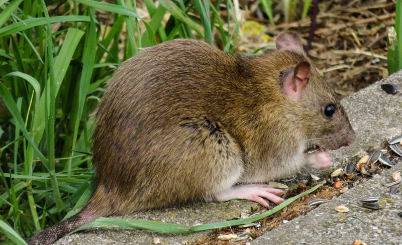 big brown rat outside