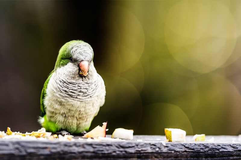 Green Bird eating apple and pear pieces