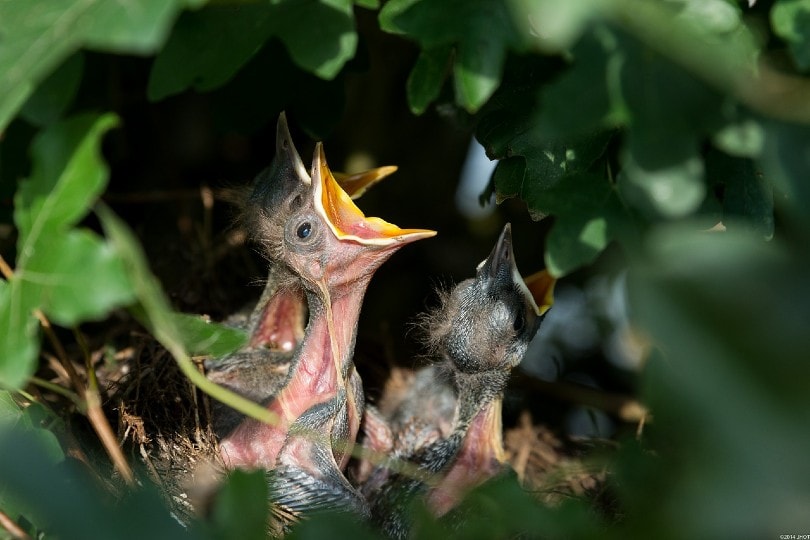 bird hatchling in a nest