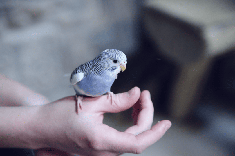 bird on hand