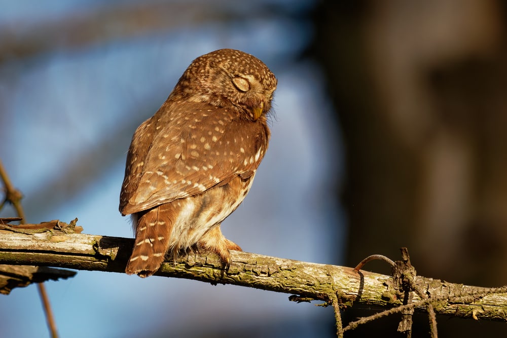 bird sleeping standing up on a tree branch