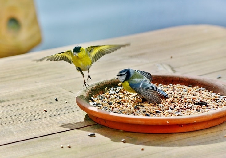 birds eating