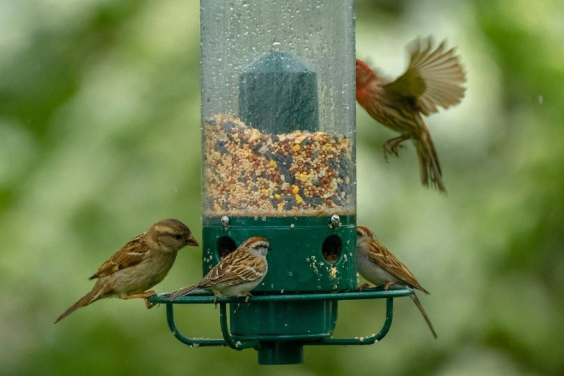 birds on a bird feeder