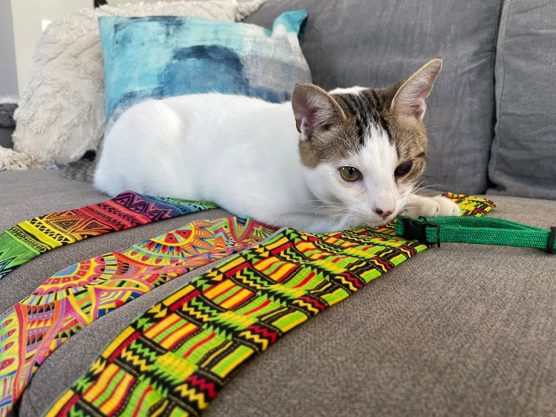 birdsbesafe collar covers and breakaway collar - makoa playing with the products