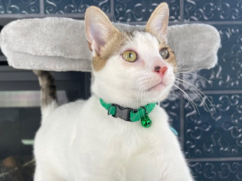 birdsbesafe full stretch breakaway collar - makoa wearing the product