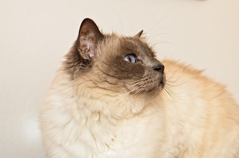 birman