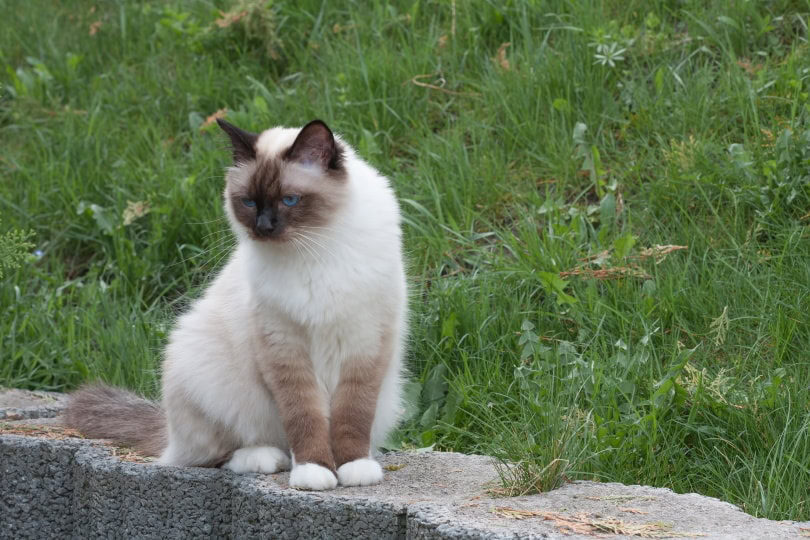birman cat sitting in the garden