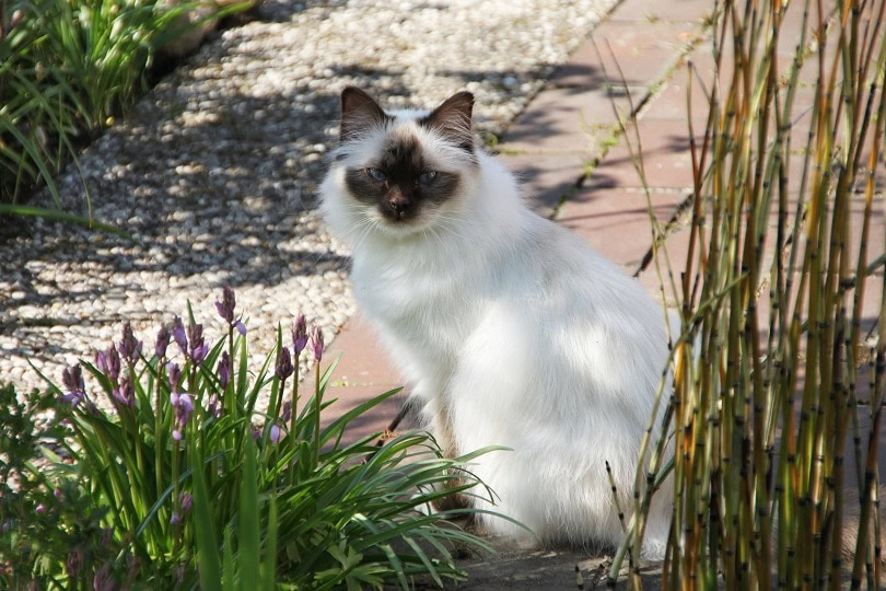 birman cat sitting outdoors
