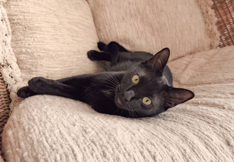 black Siamese cat with yellow eyes lies on the couch