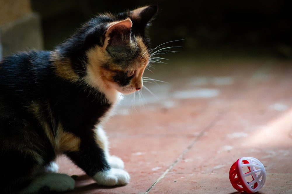 black and brown cat playing with ball toy on the floor
