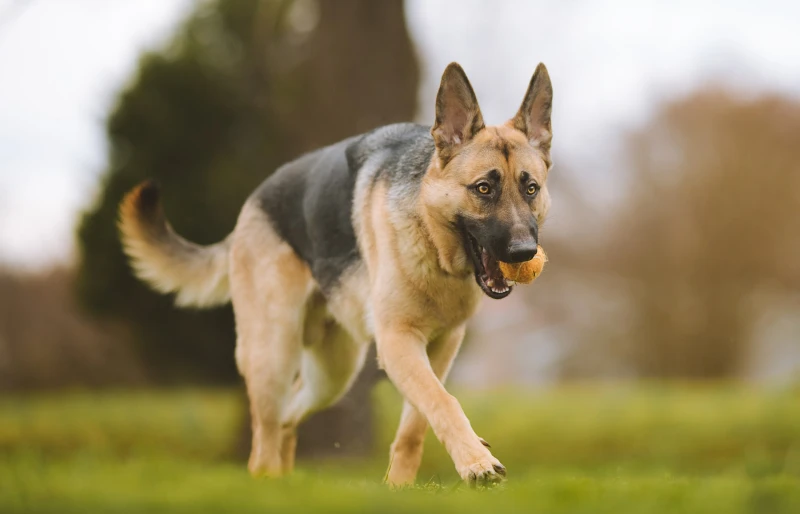 black and tan German Shepherd playing with a ball dog toy