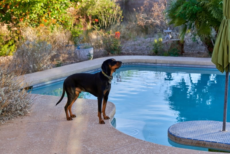 black and tan coonhound standing by the pool