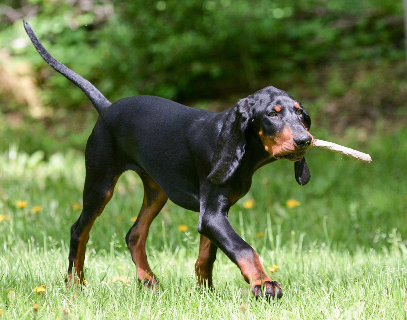 black and tan coonhound