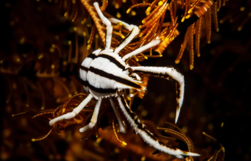 black and white Crinoid Squat Lobster