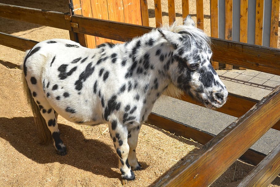 black and white Miniature Horse