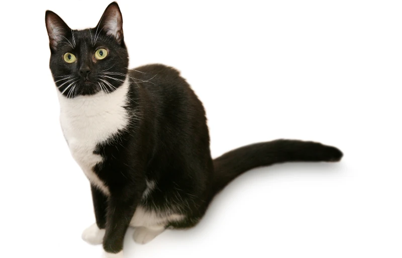 black and white american shorthair cat on white background