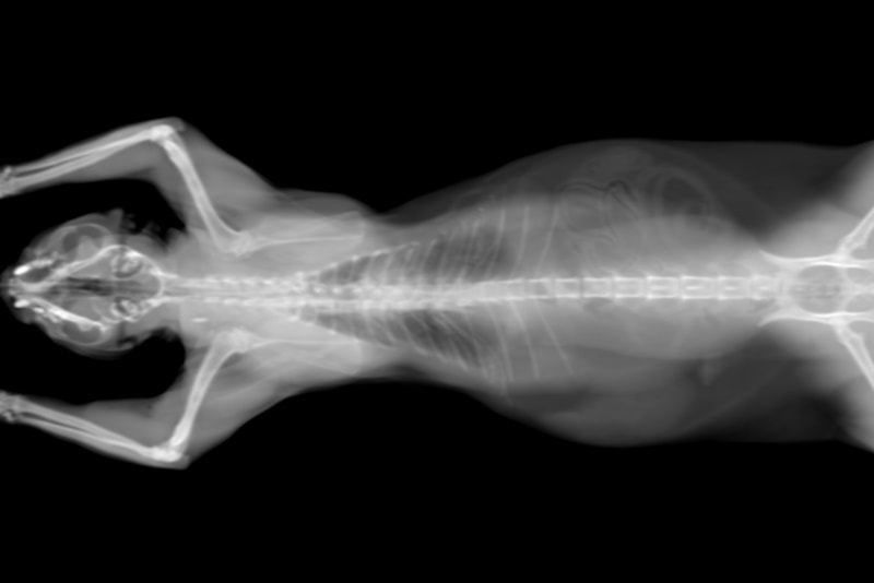 black and white cat CT scan