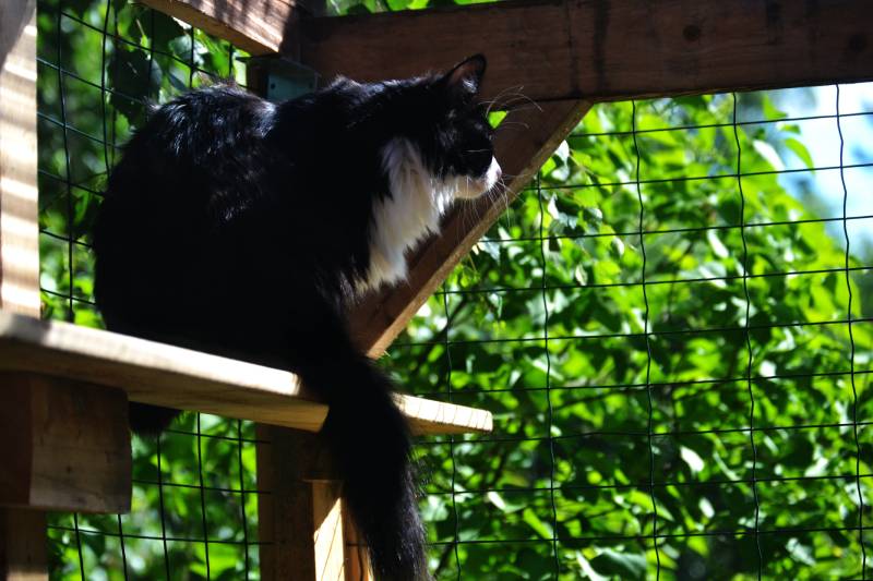 black and white cat in a cat patio