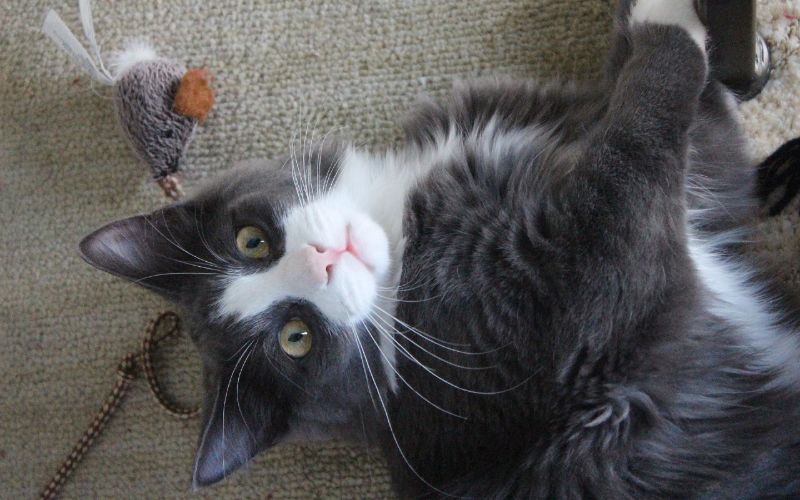 black and white cat on the floor playing with a toy mouse