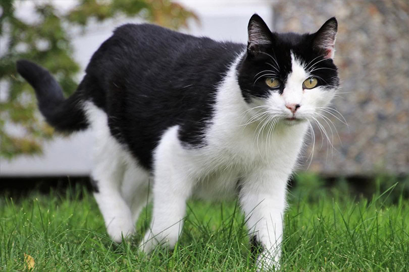 black and white cat walking on grass outdoor