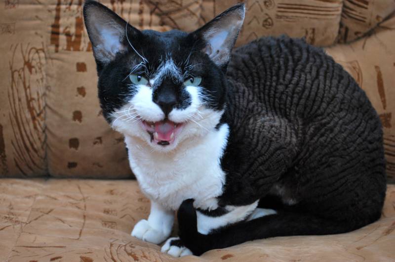 black and white devon rex cat