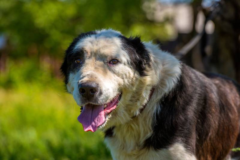 black and white dog Alabai among the grass in summer