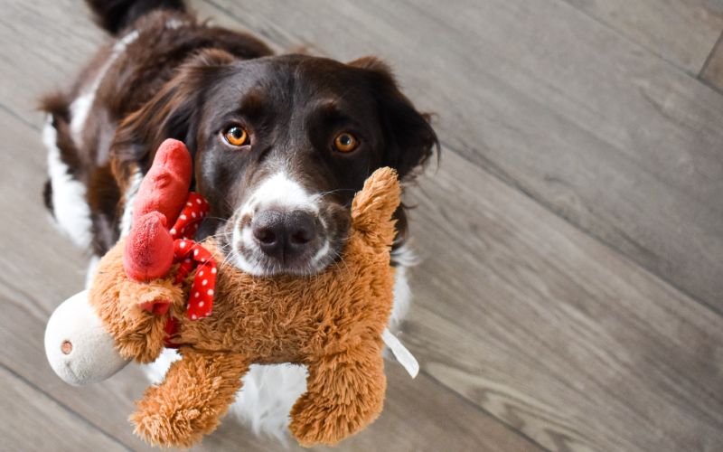 black and white dog holding up its toy in its mouth