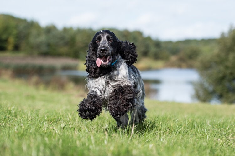 black and white english cocker spaniel running