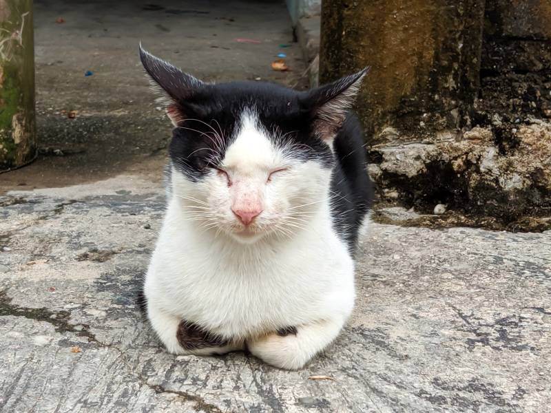 black and white furry cat sitting in a loaf pose on the side of the road