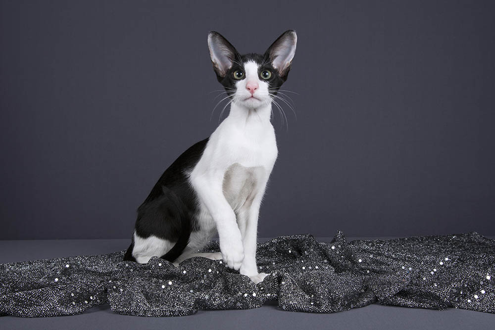 Black and White Oriental Bicolor