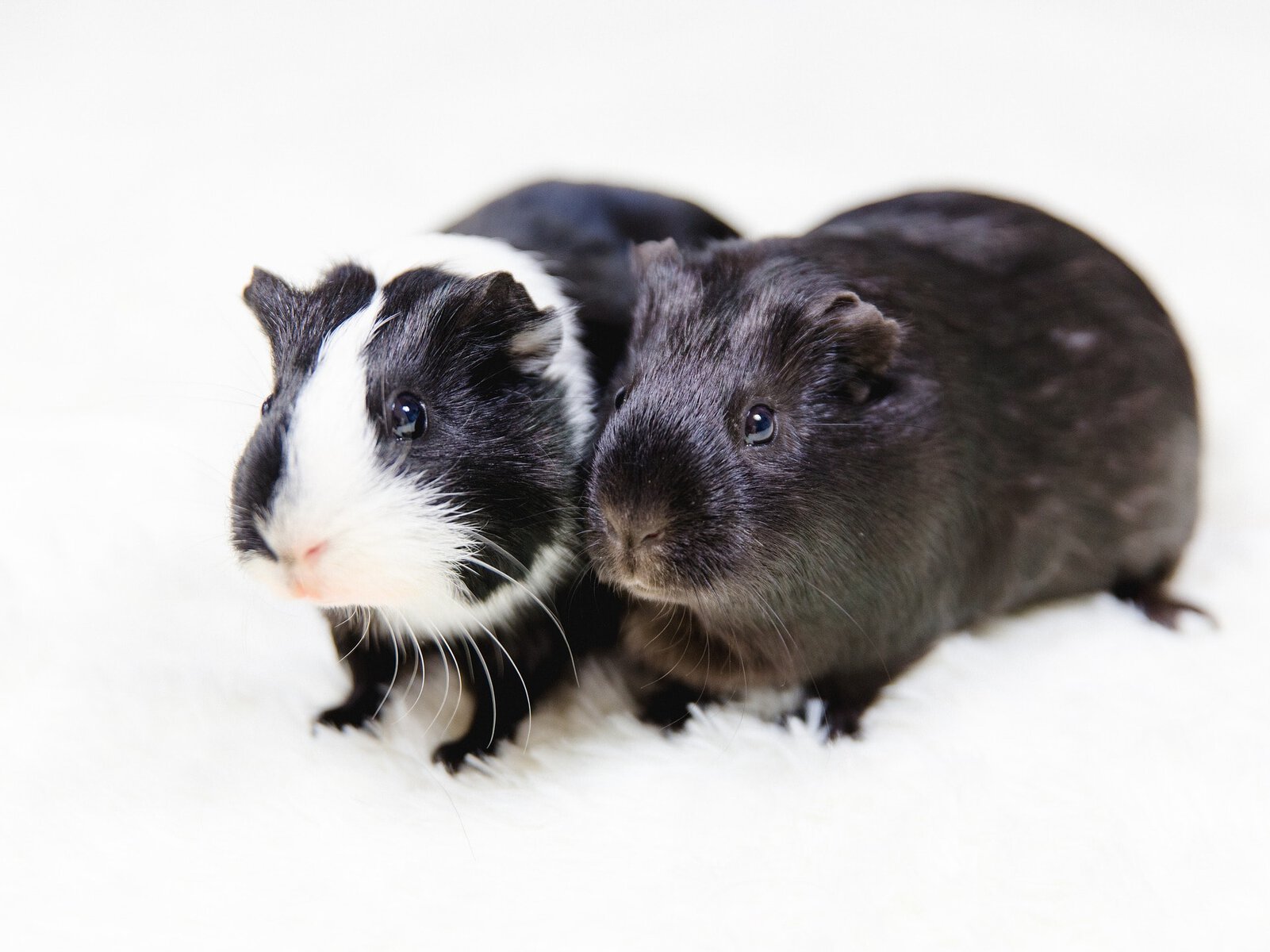 black and white pair guinea pigs