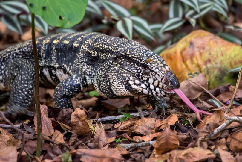 black and white tegu_Leonardo Mercon_Shutterstock