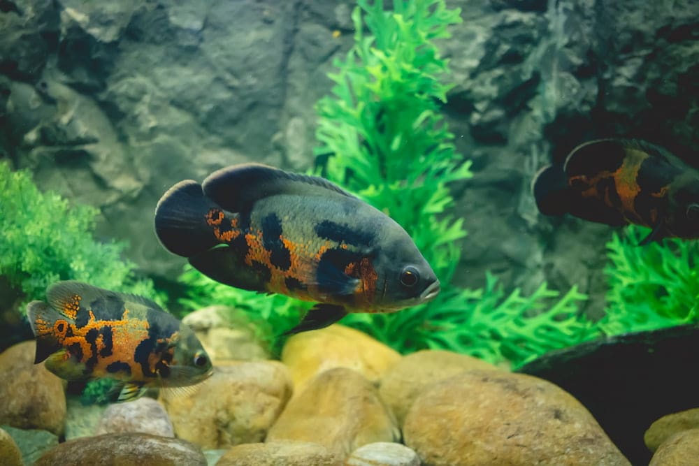 black and yellow fish in a fish tank