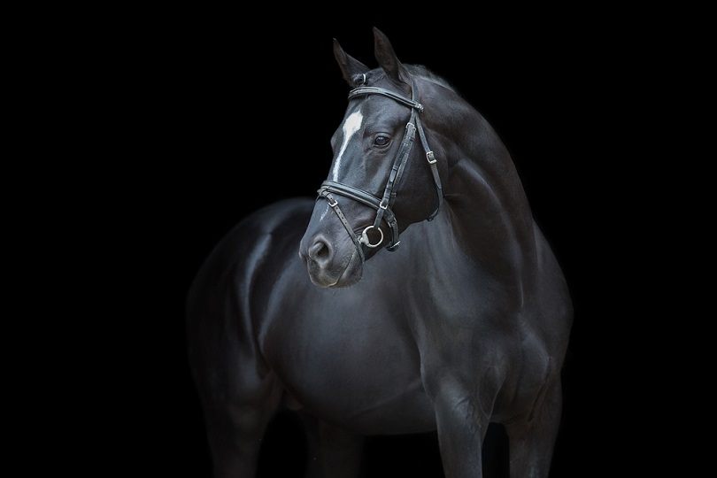 black-bay-Horse-portrait-in-bridle_Callipso_shutterstock.jpg February 5, 2021
