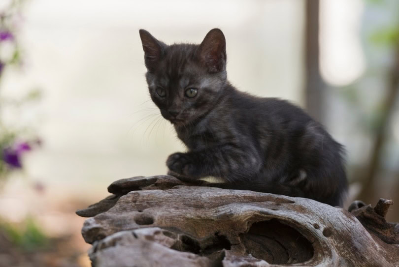 black bengal kitten in the garden