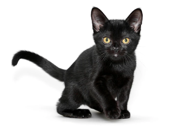 black bombay kitten