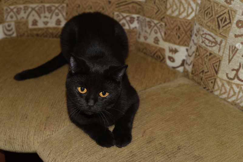black british shorthair cat sitting on sofa