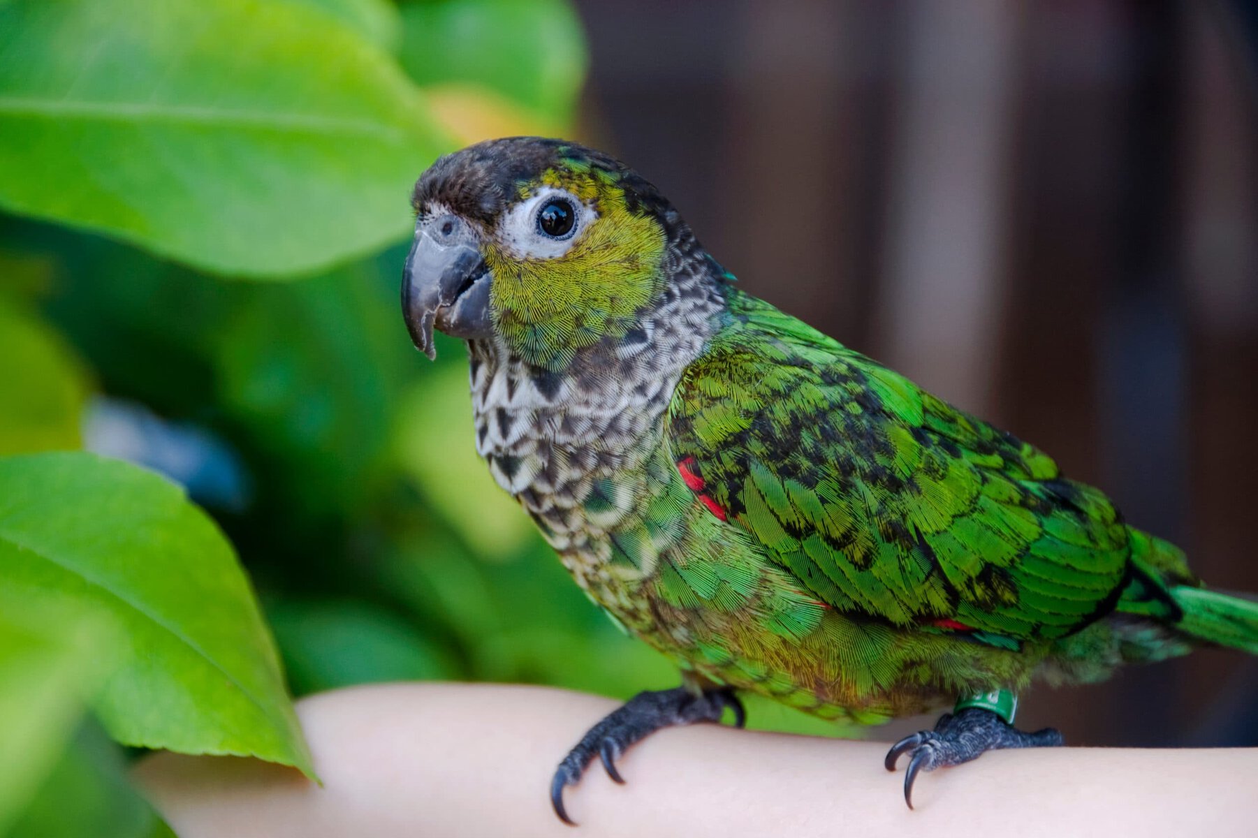 Bably,Black,Capped,Conure,Playin,With,A,Lemon,Tree