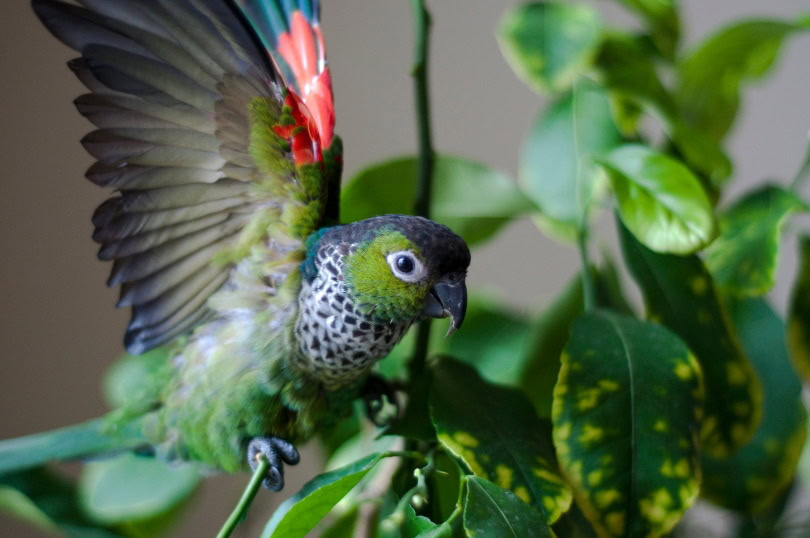 black capped conure playing