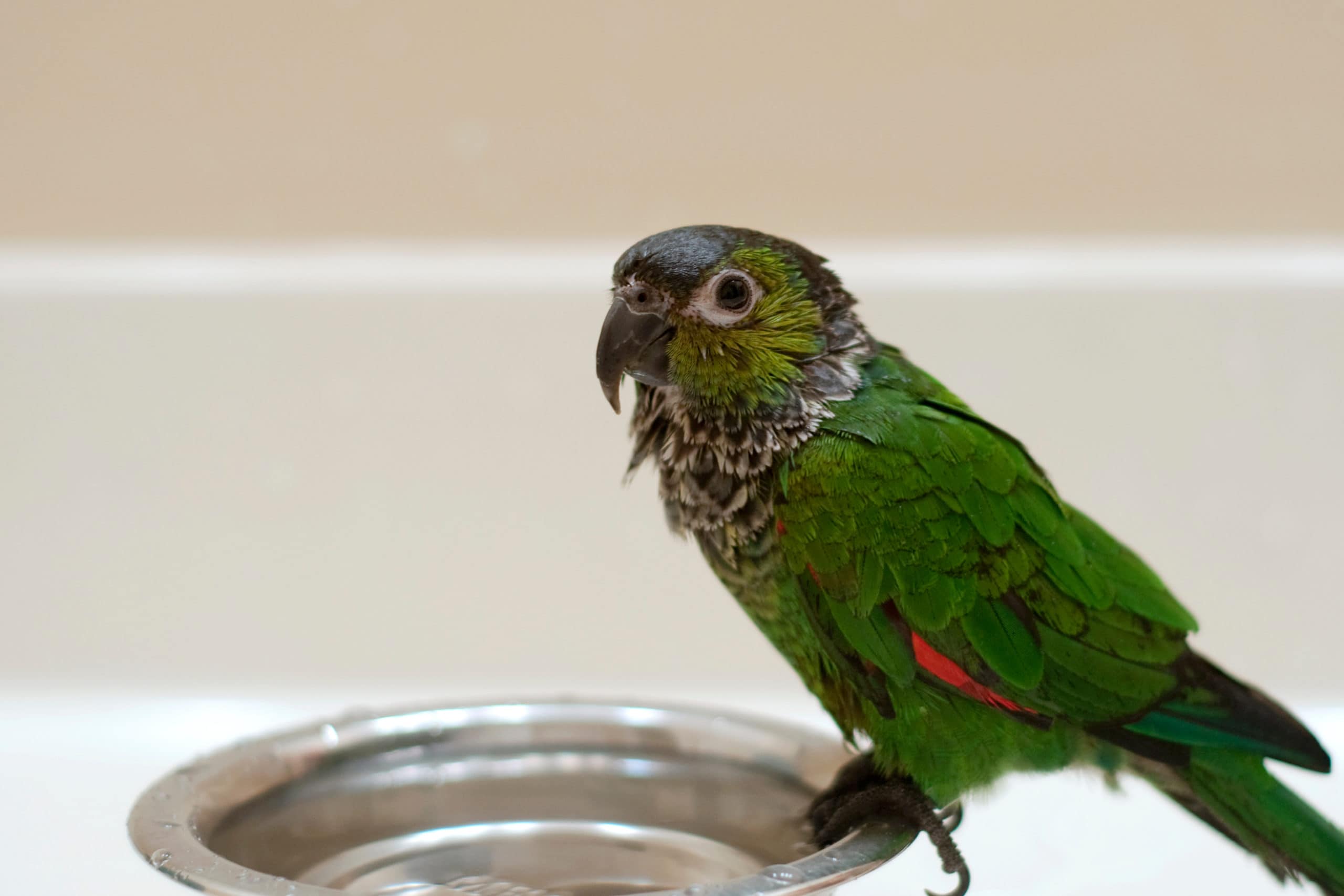 Young,Black,Capped,Conure,Taking,A,Bath