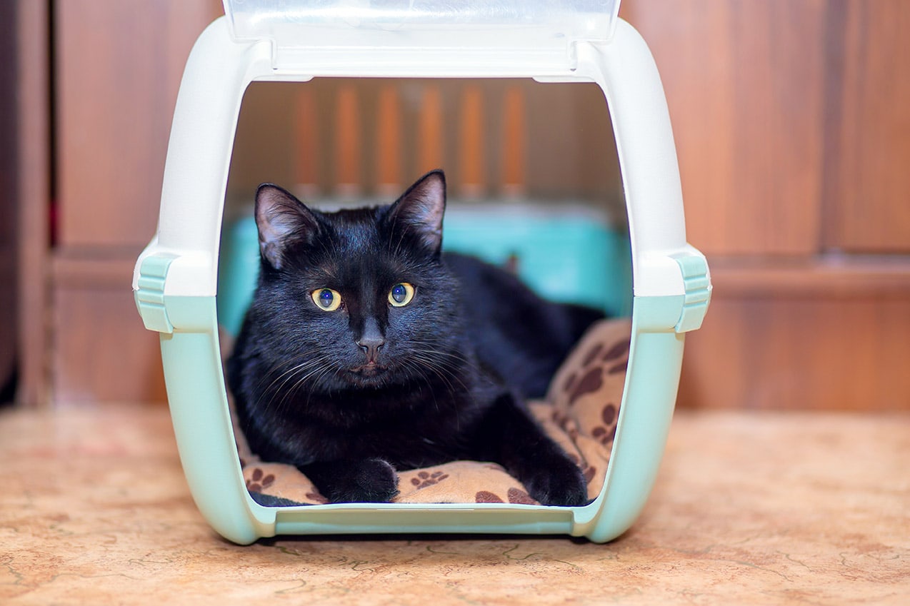 black cat in a carrier