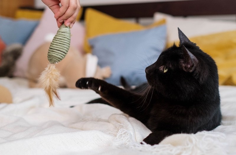 black cat on white bed reaching for sisal toy