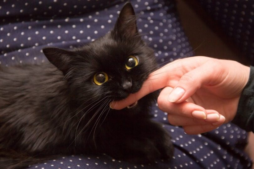 black cat playing with woman hand and biting finger